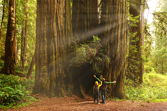 Hikers admiring Redwood Forests in the Redwood National Park California